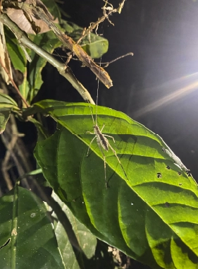 On Vacation Colombia | Actividades en destino Amazonas - Caminata Nocturna