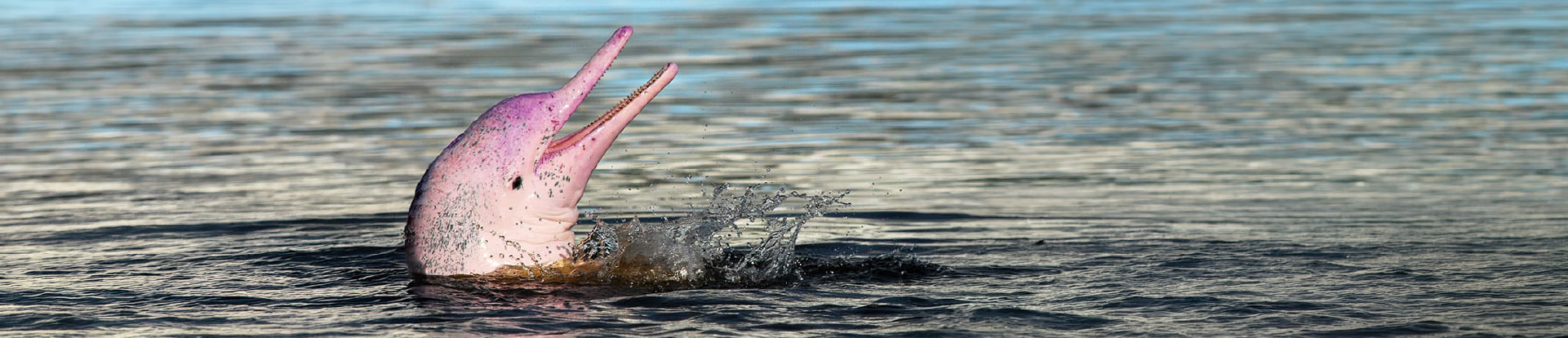 on-vacation-banner-internal-amazon-pink-dolphins