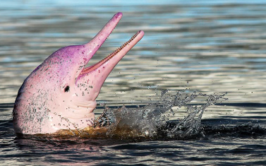 on-vacation-banner-internal-amazon-pink-dolphins_1