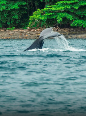 Para pesca y avistamiento de ballenas a tráves de la comunidad de Playa Caracol.
Guías turisticas